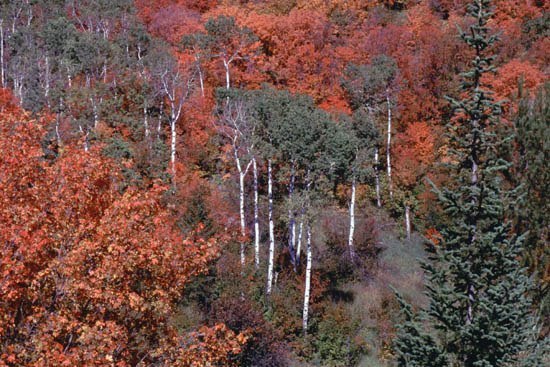 Fall Colors - Idaho