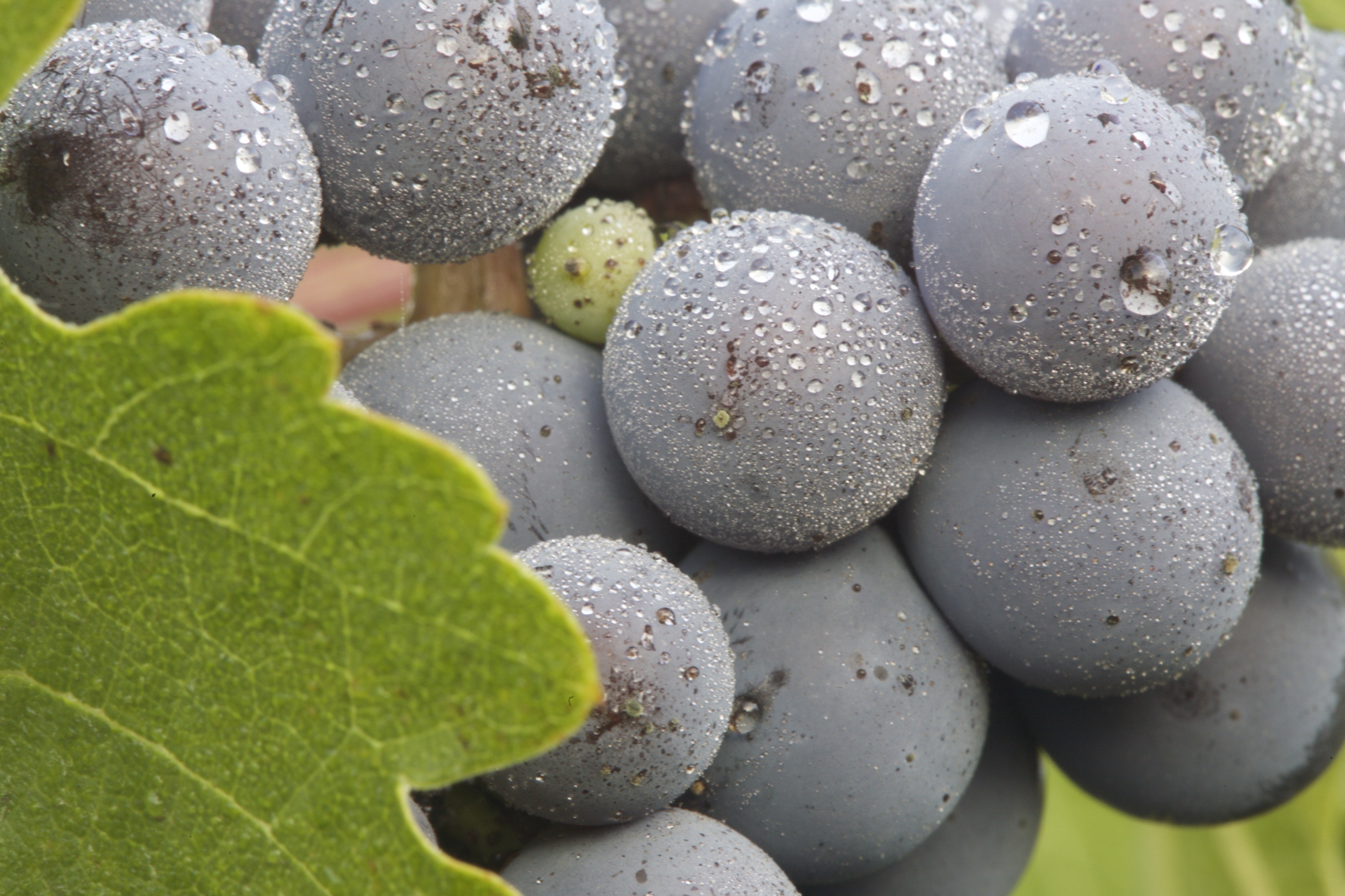 Grapes on Vines - Napa, CA